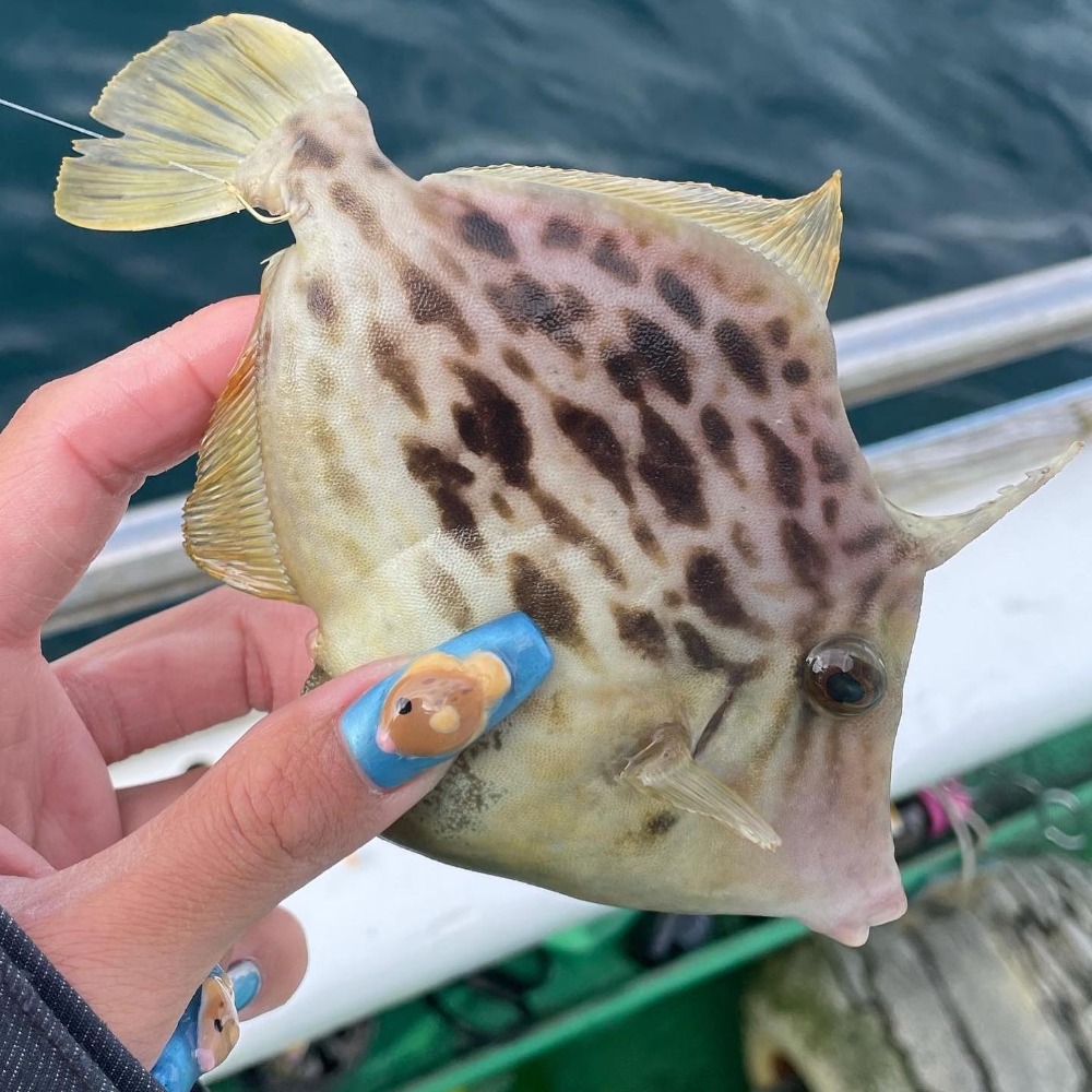 【ふるさと納税】カワハギ釣り乗船券