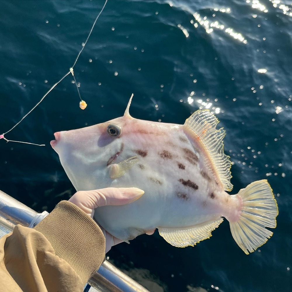 【ふるさと納税】カワハギ釣り乗船券