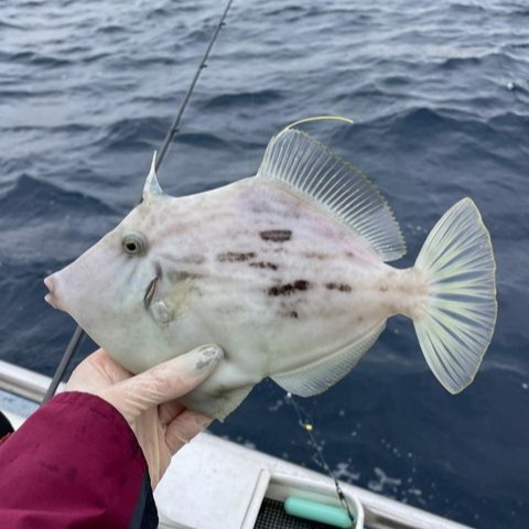 【ふるさと納税】カワハギ釣り乗船券